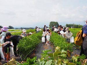 夏の収穫体験と子供達へのサスティナブルプログラム